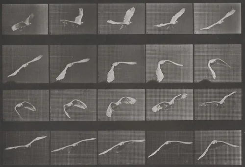 Plate Number 760. Cockatoo flying by Eadweard Muybridge, photograph, 1887