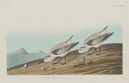 Ruddy Plover by Robert Havell, Jr.; John James Audubon, print, 1834