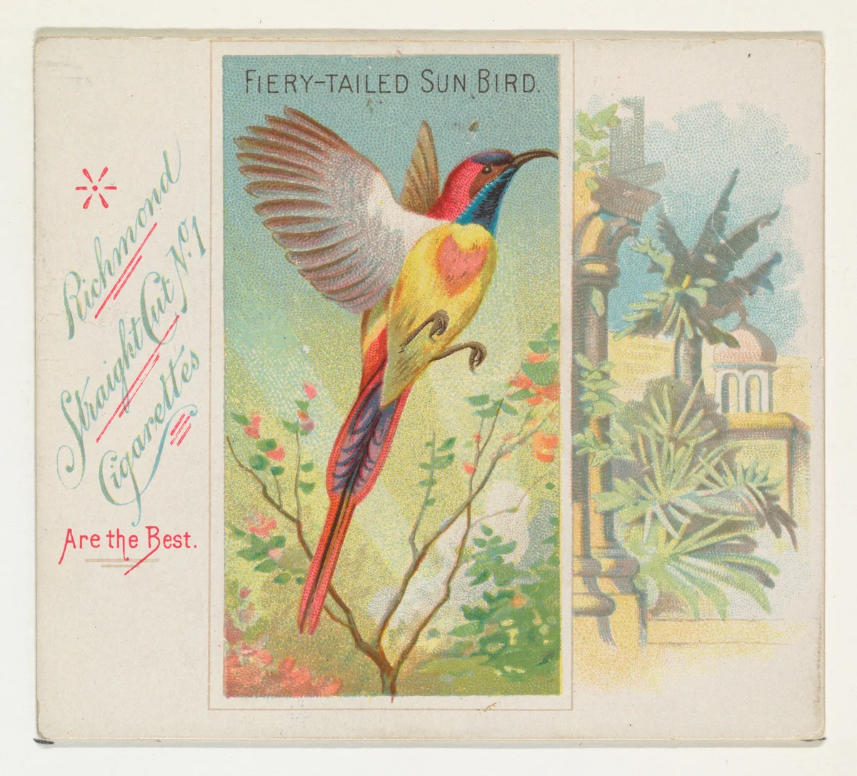 Fiery-Tailed Sun Bird, from Birds of the Tropics series (N38) for Allen & Ginter Cigarettes by Allen & Ginter, print, 1889