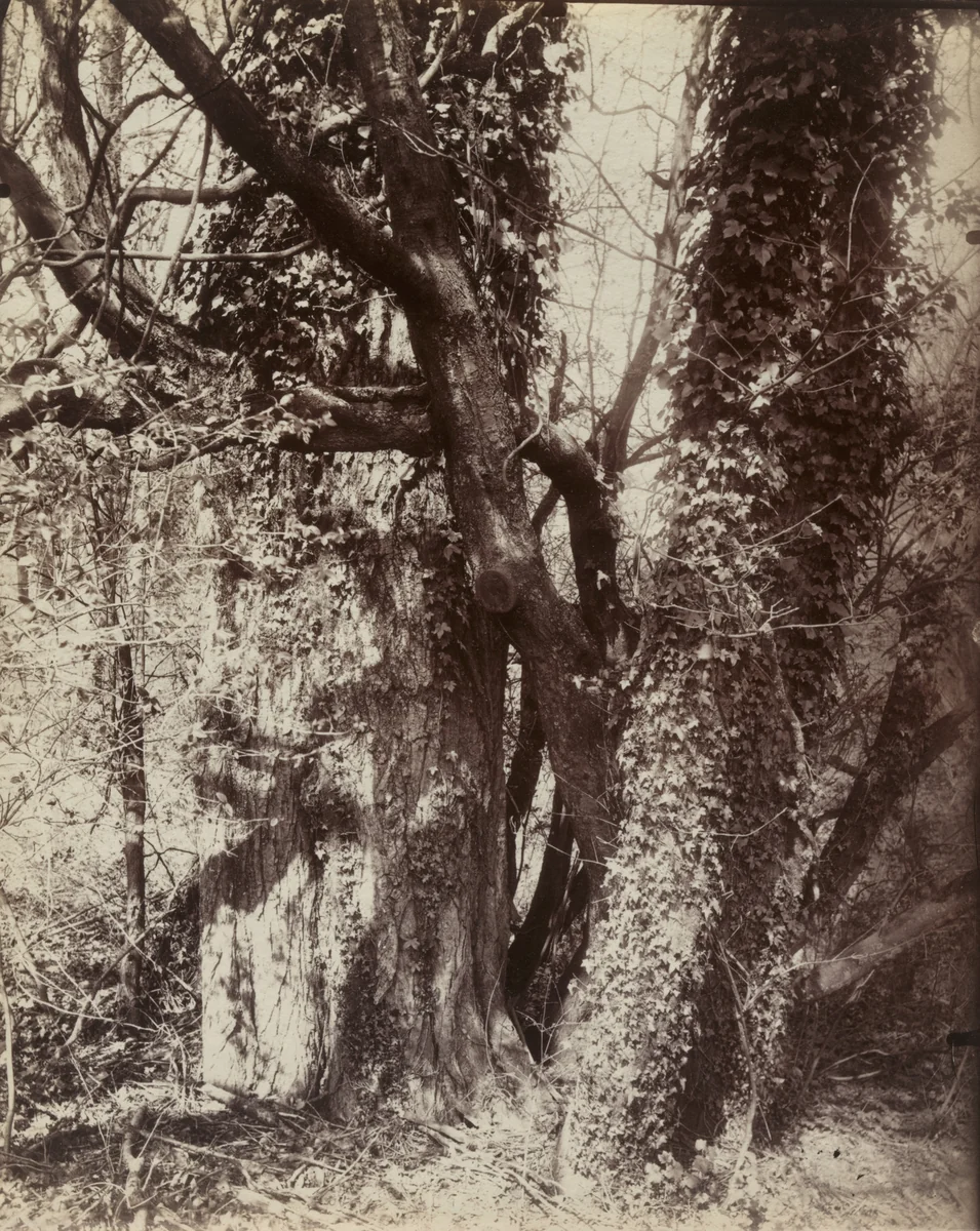 Garches (Arbres) by Eugène Atget, photograph, 1910