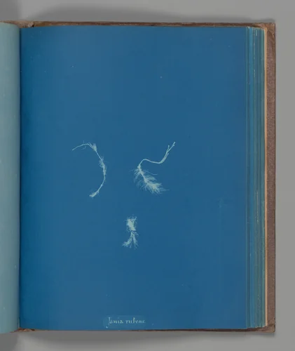 Jania rubens by Anna Atkins, photograph, 1851-1855