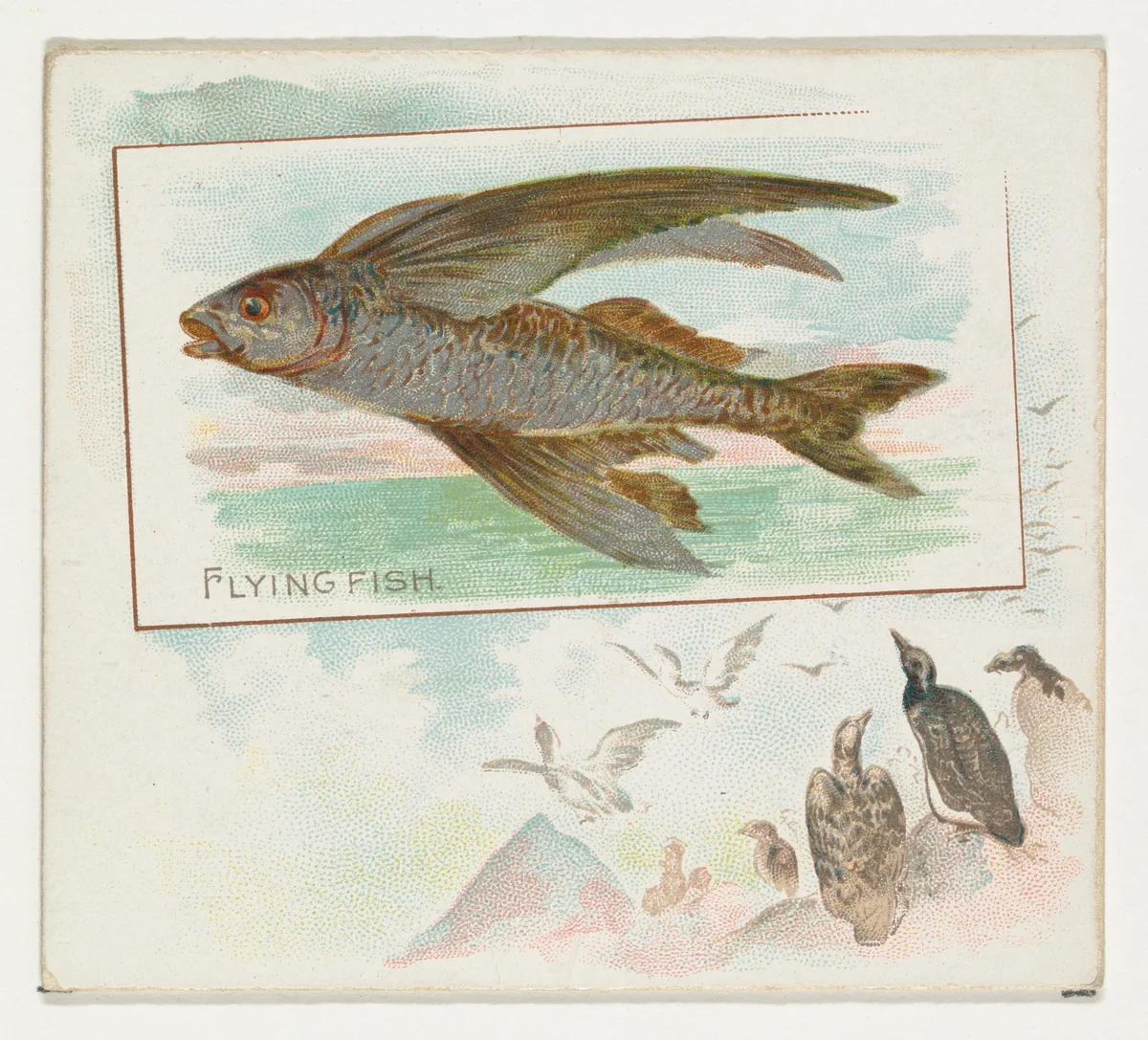 Flying Fish, from Fish from American Waters series (N39) for Allen & Ginter Cigarettes by Allen & Ginter, print, 1889