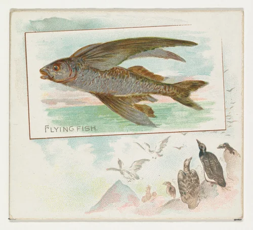 Flying Fish, from Fish from American Waters series (N39) for Allen & Ginter Cigarettes by Allen & Ginter, print, 1889