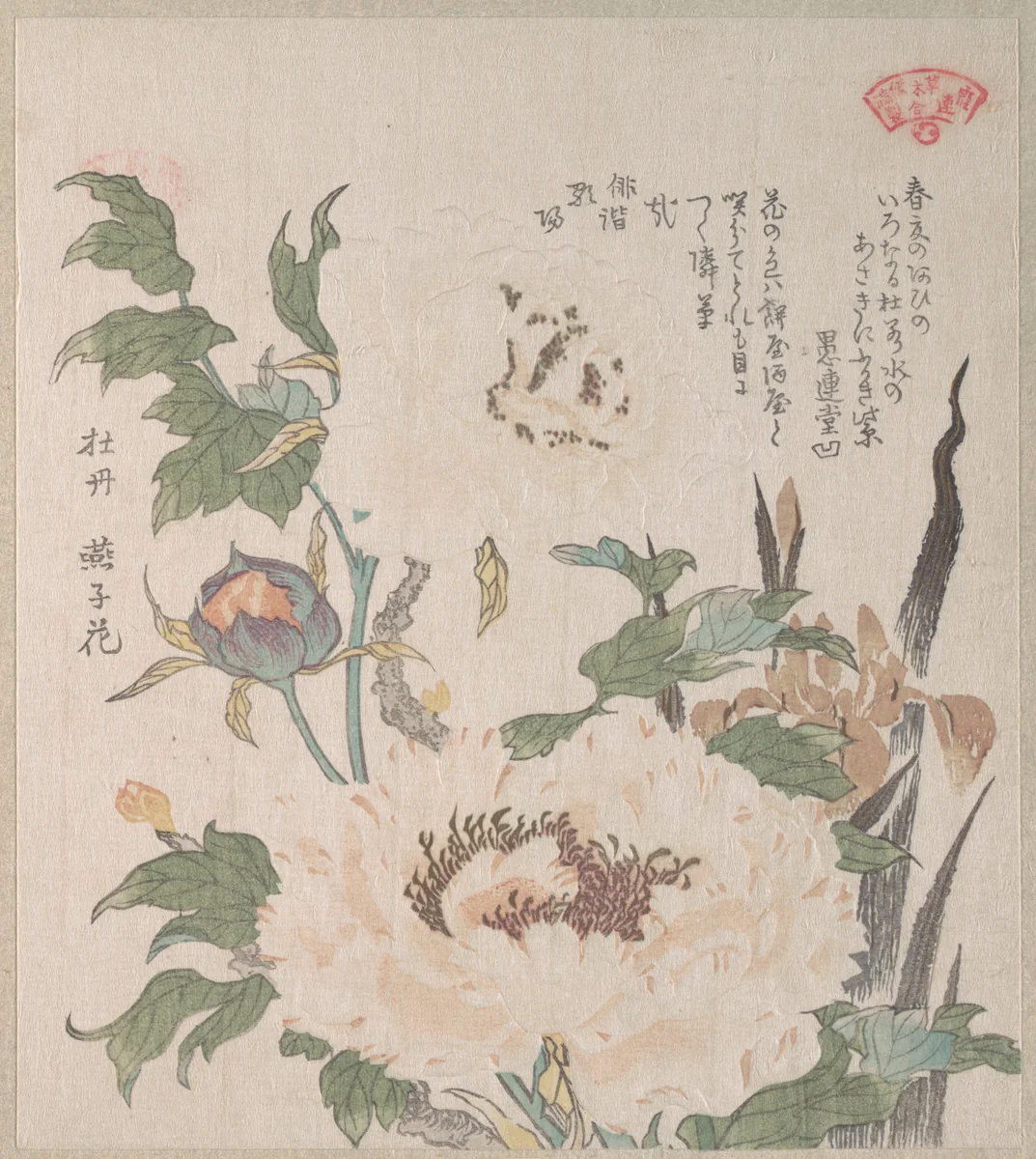 Peonies and Iris by Kubo Shunman (窪俊満), print, 1800-1899