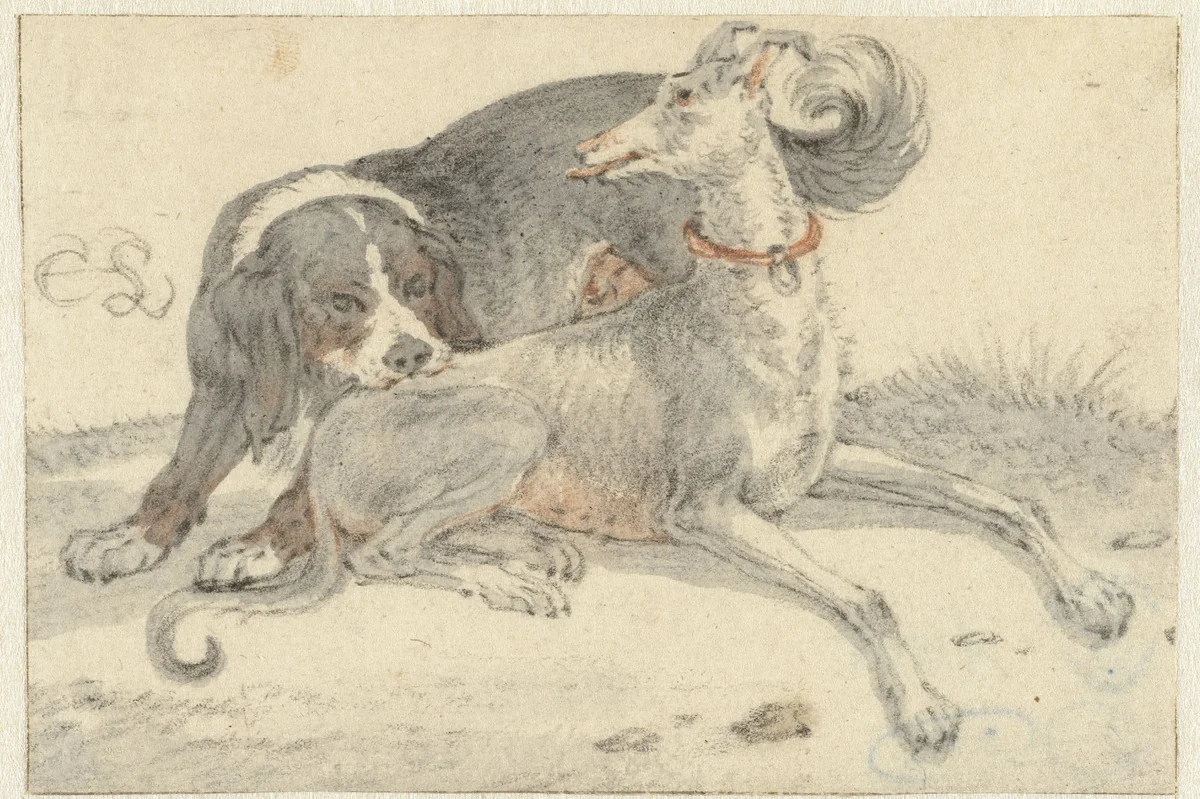 Greyhound with a Spaniel by Cornelis Saftleven, drawing, 1617-1681