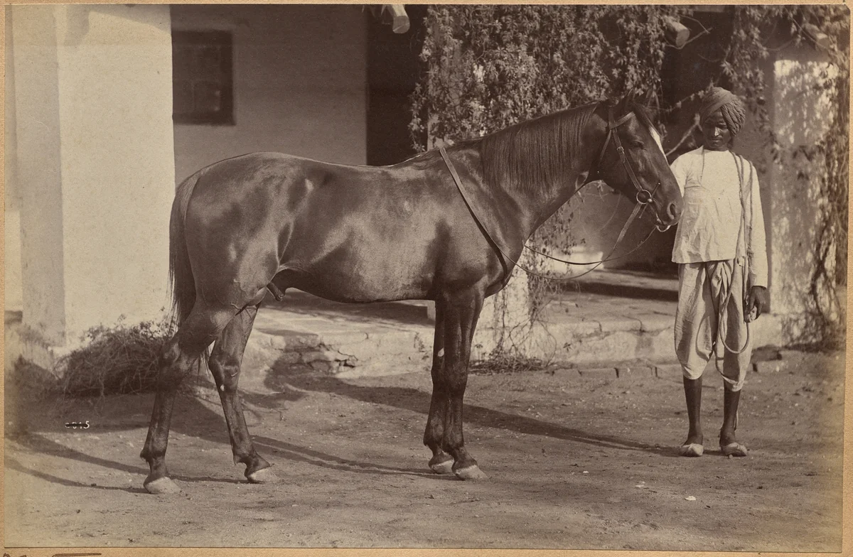 Captain Bailward's horses (recto, bottom) by Raja Deen Dayal, photograph, 1877-1892