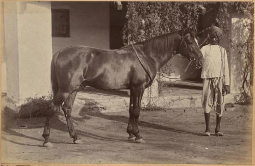 Captain Bailward's horses (recto, bottom) by Raja Deen Dayal, photograph, 1877-1892