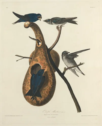 Purple Martin by Robert Havell, Jr.; John James Audubon, print, 1827