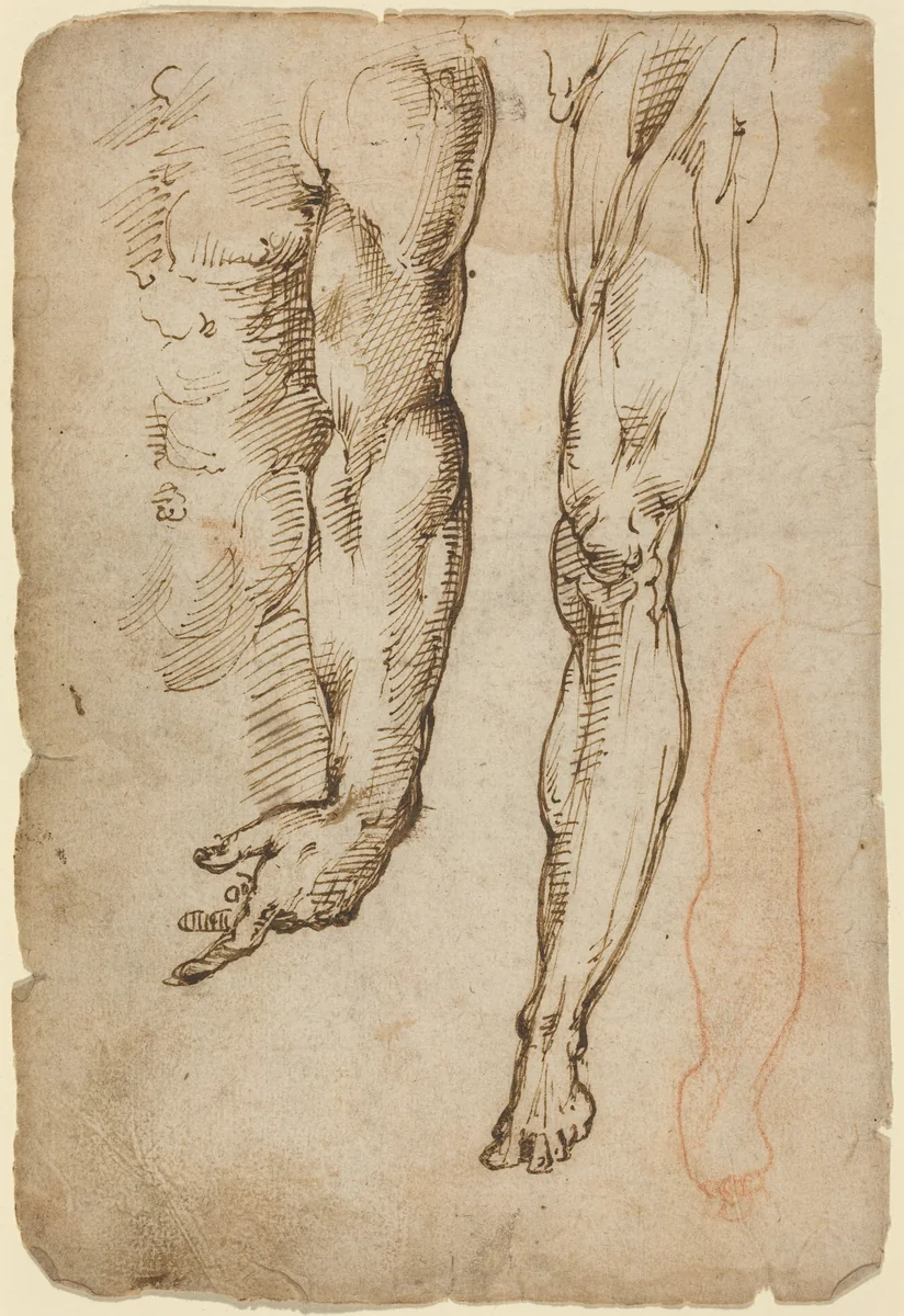 Anatomical Studies by Domenico Beccafumi, drawing, 1485-1551