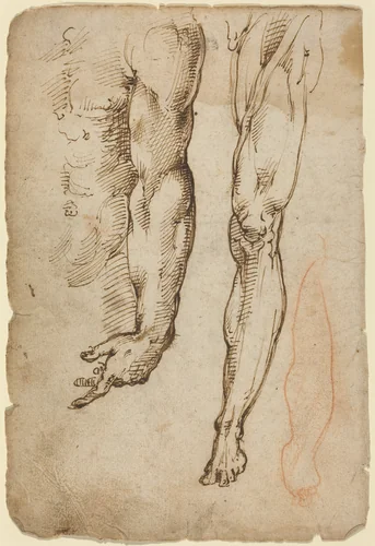 Anatomical Studies by Domenico Beccafumi, drawing, 1485-1551