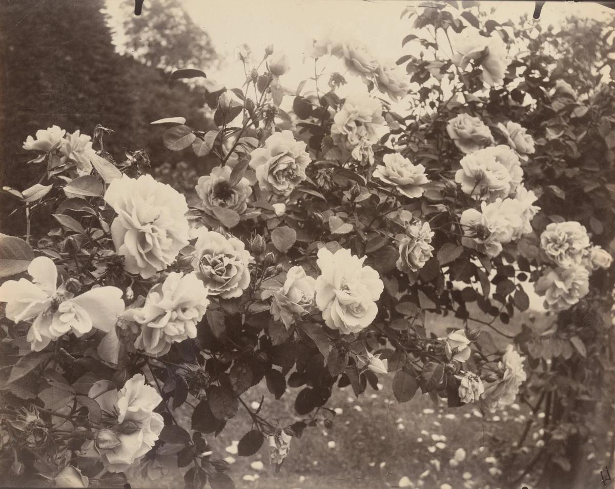 Bagatelle by Eugène Atget, photograph, 1923