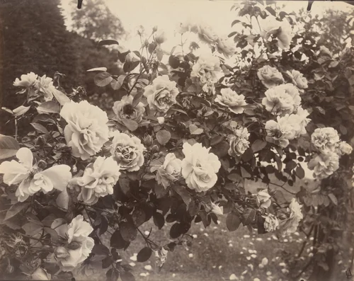 Bagatelle by Eugène Atget, photograph, 1923