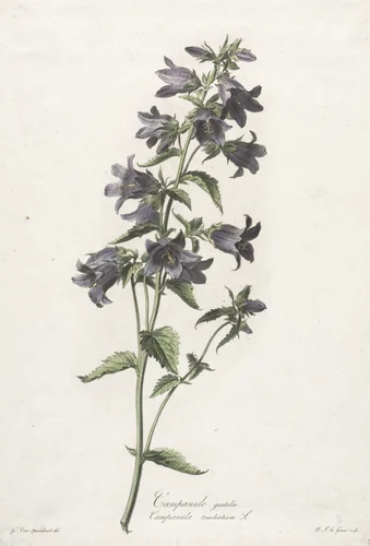 Fleurs dessinées d'après nature: Campanule gantelée by Gerard van Spaendonck, print, 1795-1805