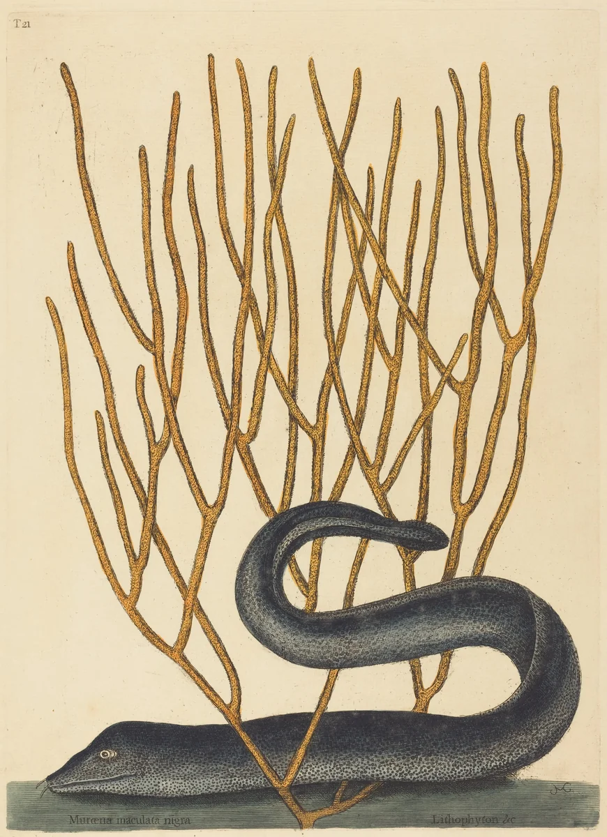 The Black Muray (Muraenae helenae varietas) by Mark Catesby, print, 1754
