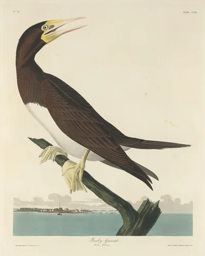 Booby Gannet by Robert Havell, Jr.; John James Audubon, print, 1834