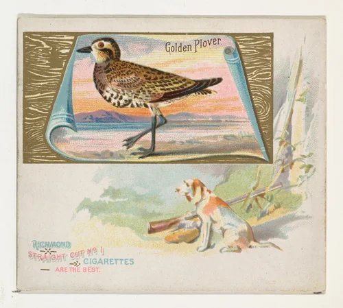 Golden Plover, from the Game Birds series (N40) for Allen & Ginter Cigarettes by Allen & Ginter, print, 1888-1890