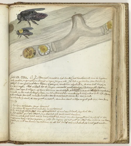 Javaanse hommel by Jan Brandes, drawing, 1784