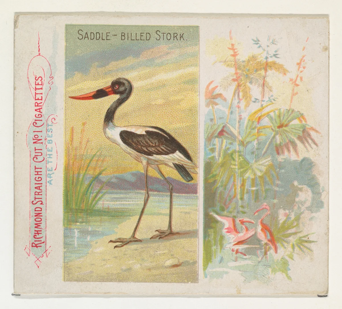 Saddle-Billed Stork, from Birds of the Tropics series (N38) for Allen & Ginter Cigarettes by Allen & Ginter, print, 1889