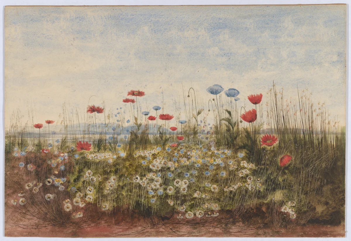 Bank of wildflowers by Andrew Nicholl, drawing, 1830-1839