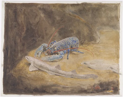 Aquarium met drie Noordzee vissen: Zeekreeft, Hondshaai en Schol by Gerrit Willem Dijsselhof, drawing, 1876-1924