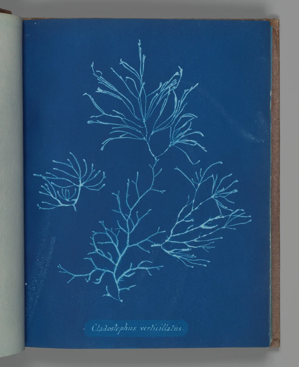 Cladostephus verticillatus by Anna Atkins, photograph, 1851-1855