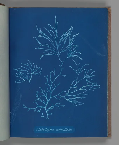 Cladostephus verticillatus by Anna Atkins, photograph, 1851-1855