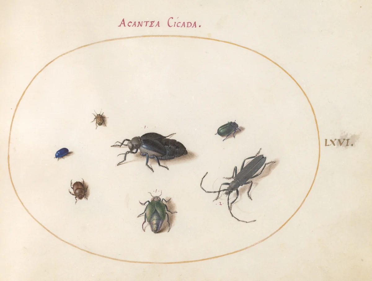 Plate 66: Two Oil Beetles, a Longhorn Beetle, and Four Other Insects by Joris Hoefnagel, drawing, 1570-1599