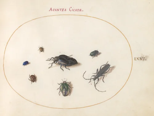 Plate 66: Two Oil Beetles, a Longhorn Beetle, and Four Other Insects by Joris Hoefnagel, drawing, 1570-1599