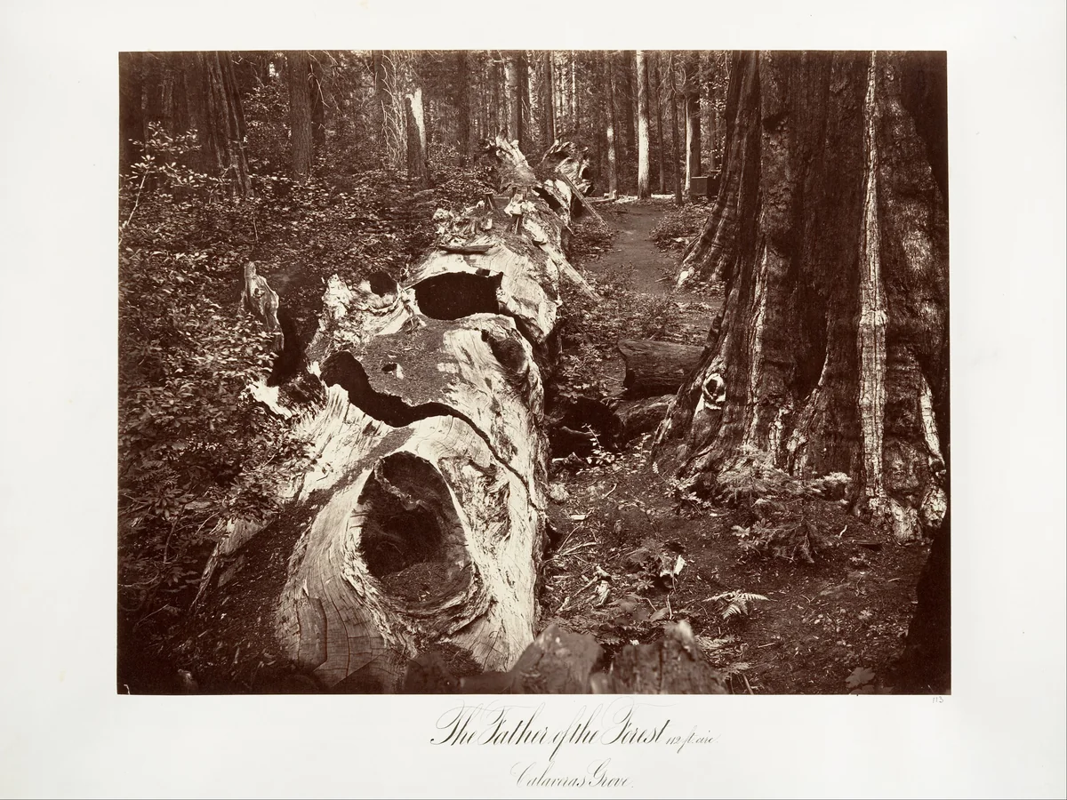 The Father of the Forest, 112 feet circumference, Calaveras Grove by Carleton E. Watkins, photograph, 1865-1866