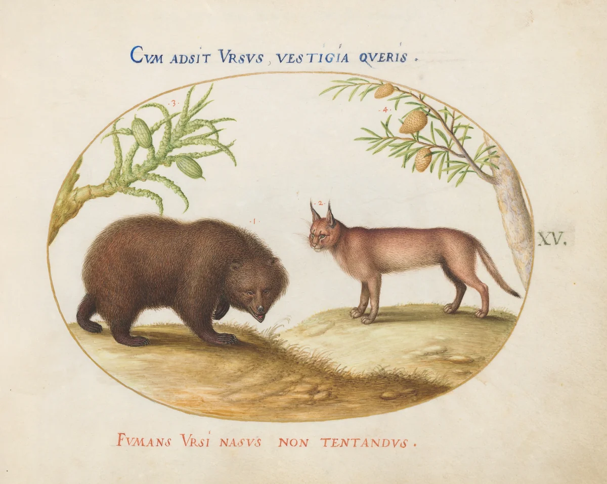 Plate 15: A Bear and a Lynx(?) by Joris Hoefnagel, drawing, 1570-1599