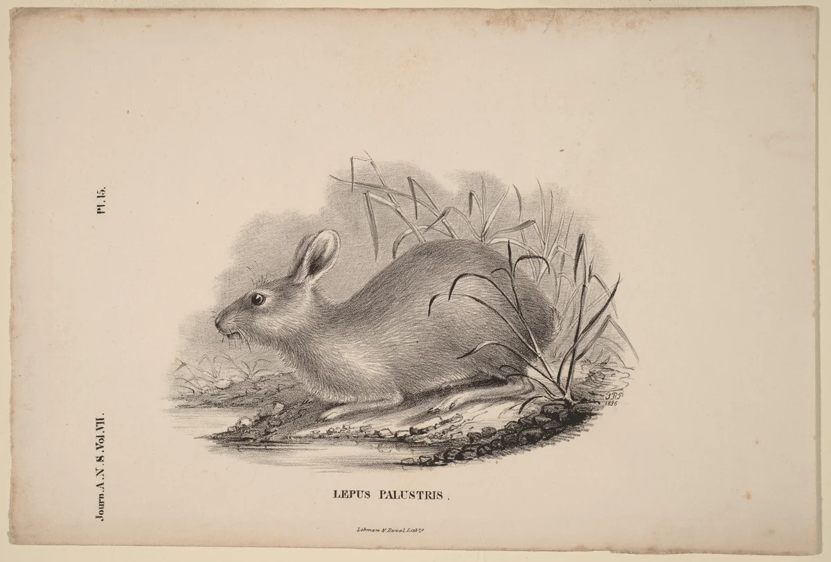Lepus Palustris by Titian Ramsay Peale, print, 1836