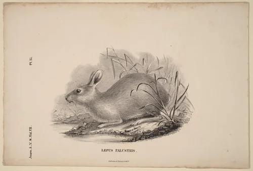 Lepus Palustris by Titian Ramsay Peale, print, 1836