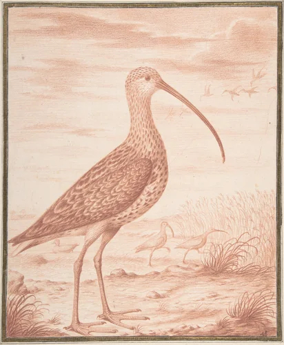 Curlews and Ducks by Nicolas Robert, drawing, 1625-1685
