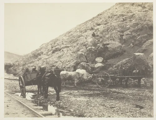 Cattle and Carts, leaving Balaklava by Roger Fenton, photograph, 1855