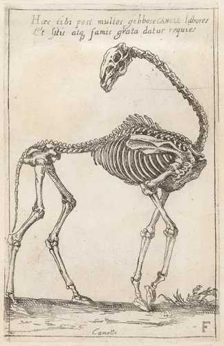 Skeleton of a Camel by Teodoro Filippo di Liagno, print, 1620-1621