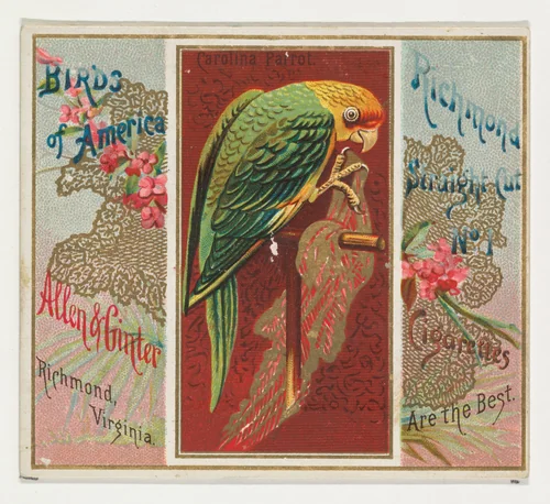 Carolina Parrot, from the Birds of America series (N37) for Allen & Ginter Cigarettes by Allen & Ginter, print, 1888