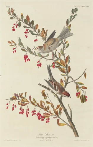 Tree Sparrow by Robert Havell, Jr.; John James Audubon, print, 1834