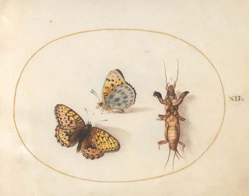Plate 12: Two Views of a Silver-Bordered Fritillary and a Mole Cricket by Joris Hoefnagel, drawing, 1570-1599