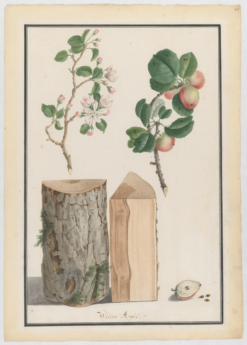 Studies of the trunk, blossoms and fruit of a wild apple tree (Malus sylvestris) by Ludwig Pfleger, drawing, 1788