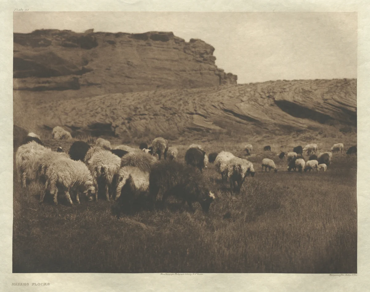Portfolio I, Plate 33: Navaho Flocks by Edward Curtis, other, 1904