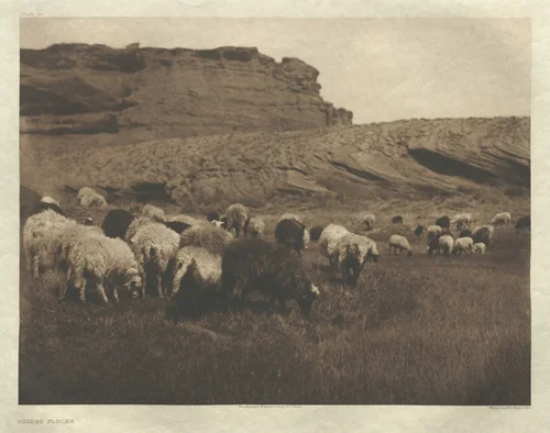 Portfolio I, Plate 33: Navaho Flocks by Edward Curtis, other, 1904
