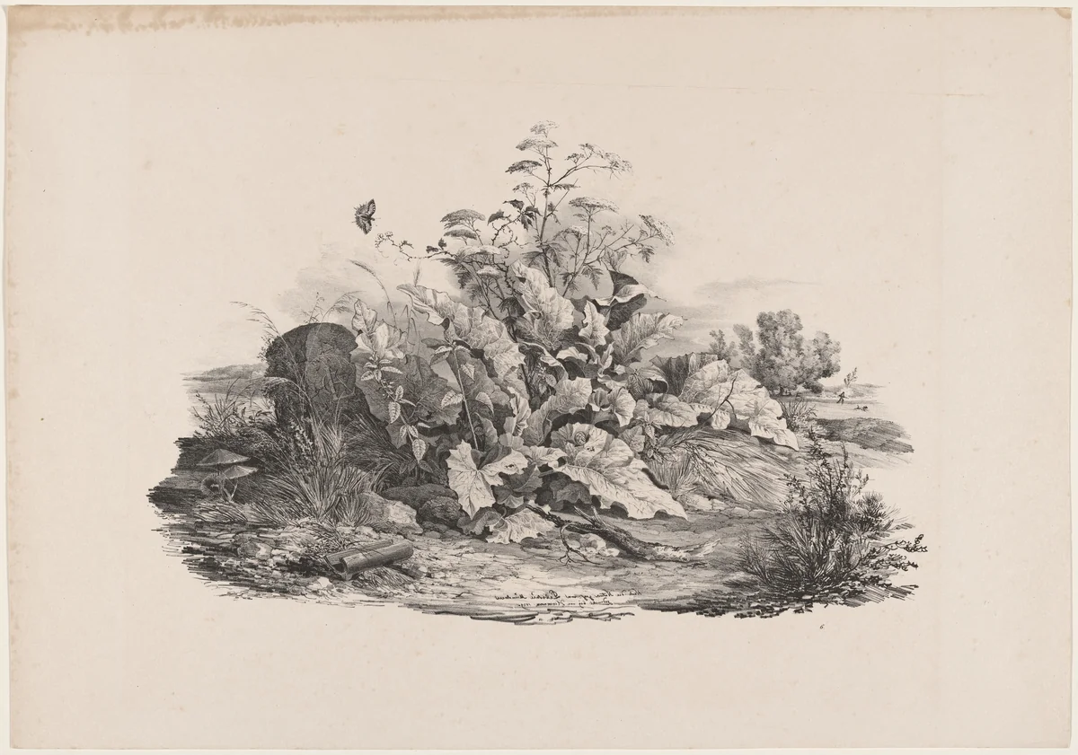 Wetland Plants by Carl August Lebschée; Johannes M. von Hermann, print, 1829