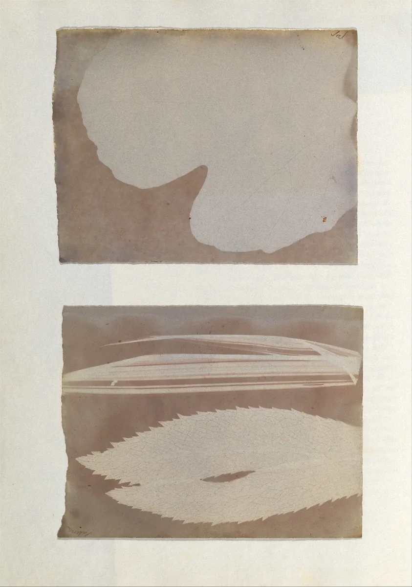 [Photogenic Drawing from Leaf] by Sebastiano Tassinari, photograph, 1839-1840