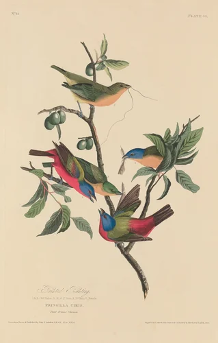 Painted Bunting by Robert Havell, Jr.; John James Audubon, print, 1829