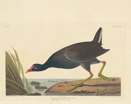 Common Gallinule by Robert Havell, Jr.; John James Audubon, print, 1835