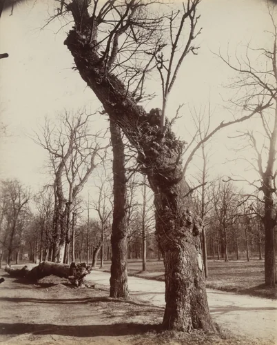 Marronnier by Eugène Atget, photograph, 1919
