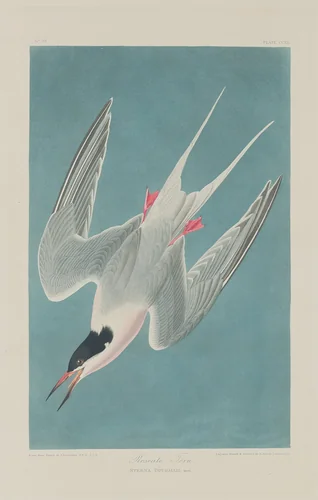 Roseate Tern by Robert Havell, Jr.; John James Audubon, print, 1835