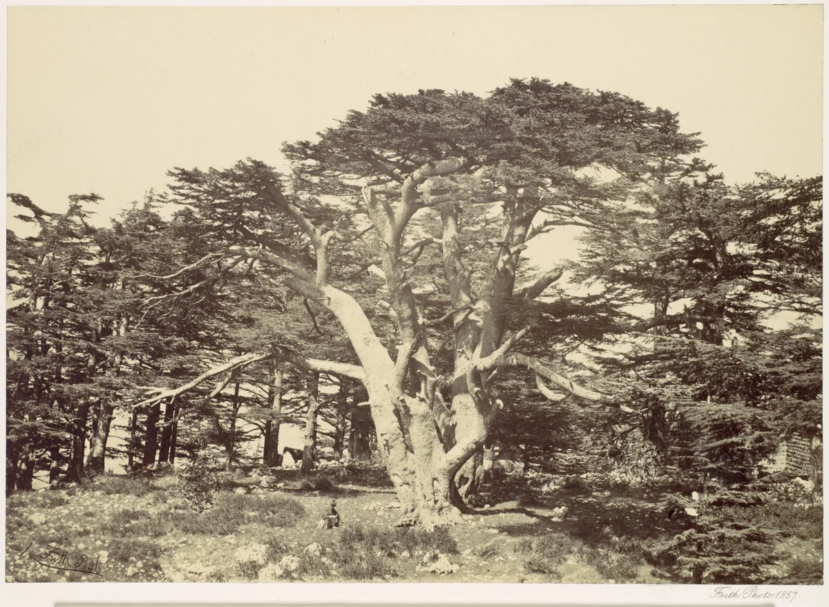 The Largest of the Cedars, Mount Lebannon by Francis Frith, photograph, 1857
