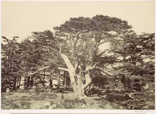 The Largest of the Cedars, Mount Lebannon by Francis Frith, photograph, 1857