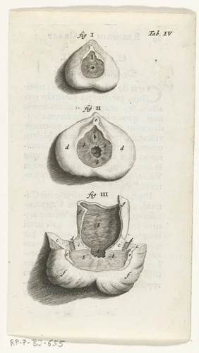 Prenten van de vrouwelijke organen by Hendrik Bary, print, 1672